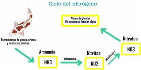 ciclo-de-nitrogeno.jpg?1574873900993