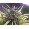 Plántula de Cannabis punto rojo -  Plántulas