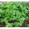 Plántulas de Cilantro -  Plántulas
