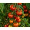 Plántulas de tomate chonto -  Plántulas