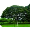 semilla de Algarrobo -  Semillas de Arboles