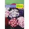 Cineraria Mezcla de Colores en  Agrofertas®