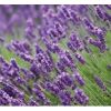 Lavanda en  Agrofertas®