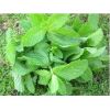 Menta Aromática en  Agrofertas®
