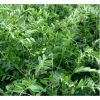 Vicia en  Agrofertas®
