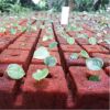 Medio de Propagación Vegetal Ultrafoam -  Bandejas Germinadoras y tubetes
