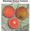 semilla de Naranja Común -  Semillas de Frutales