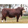 Braford X-Bull -  Genética Bovina Línea Carne