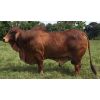 Semex Beef Brahman Rojo Sacapalos Roberto 12X Ray 483/24 en  Agrofertas®
