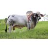 Brahman Sj Bedouth Alex 519/95 -  Genética Bovina Línea Carne