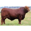 Brangus Rojo Viamonte -  Genética Bovina Línea Carne