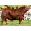 Brangus Rojo Cambiazo -  Genética Bovina Línea Carne