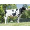 Semen Toros Holstein Suizos Crushabull en  Agrofertas®
