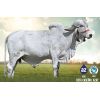 GYR Farao -  Genética Bovina Línea Leche