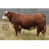 Hereford Bolt -  Genética Bovina Línea Carne