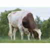 Holstein Incredibull-Red -  Genética Bovina Línea Leche