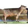 Semen Toros Pardos Lennox en  Agrofertas®