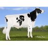 Semen Toro Holstein Suizo Orion en  Agrofertas®