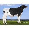Holstein Prospectus -  Genética Bovina Línea Leche