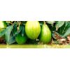 Aguacate Papelillo / Lorena -  Productos agrícolas