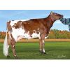 Ayrshire Bigtime -  Genética Bovina Línea Leche