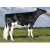 Semen Toro Holstein Suizo Russ-PP-Red en  Agrofertas®