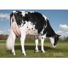 Semen Toros Holstein Suizos Byway en  Agrofertas®