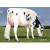 Semen Toros Holstein Suizos Byway en  Agrofertas®