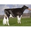 Semen Toros Holstein Suizos Crushabull en  Agrofertas®