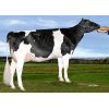 Holstein Lautrust -  Genética Bovina Línea Leche