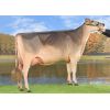 Pardo Suizo Biver -  Genética Bovina Línea Leche