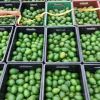 Aguacate Hass -  Productos agrícolas