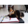 Asesorías en Comportamiento Felino (Virtuales y Presenciales) -  Adiestramiento Mascotas