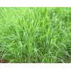 >Semilla de Brachiaria Ruziziensis cv. B Ruziziensis -  Semillas de Pasto