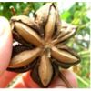 Semillas de sacha inchi /grano -  Otros Productos
