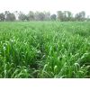 Semilla de Panicum maximun cv. Tanzania -  Semillas de Pasto