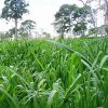 Semilla de Panicum Maximun cv. Mombasa -  Semillas de Pasto