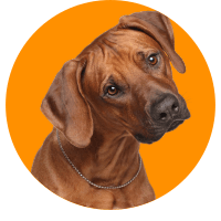 Productos para mascotas y caballos