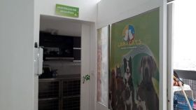 Peluquería para perros -  Peluquería canina