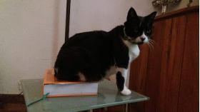 Asesorías en Comportamiento Felino (Virtuales y Presenciales) -  Adiestramiento Mascotas