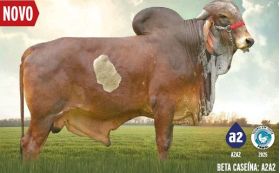 GYR Nobrega -  Genética Bovina Línea Leche