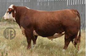 Hereford Bolt -  Genética Bovina Línea Carne
