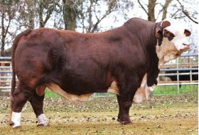 Braford X-Bull -  Genética Bovina Línea Carne