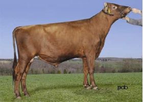 Ayrshire Bigstar -  Genética Bovina Línea Leche