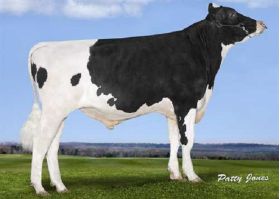 Semen Toros Holstein Suizos Prospectus en  Agrofertas®
