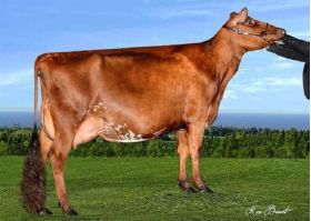 Ayrshire Bigstar -  Genética Bovina Línea Leche
