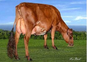 Ayrshire Bigstar -  Genética Bovina Línea Leche