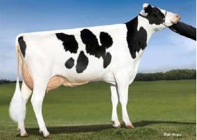 Semen Toros Holstein Suizos Prospectus en  Agrofertas®