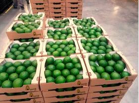 Aguacate Hass -  Productos agrícolas