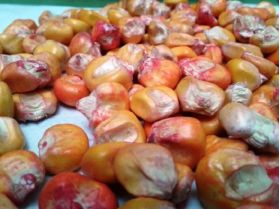 Maiz Porva (Semilla) en  Agrofertas®